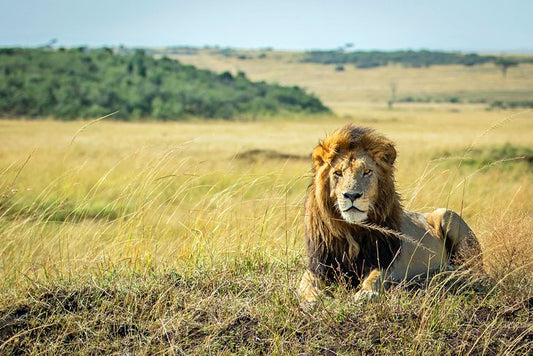 Kenya lion