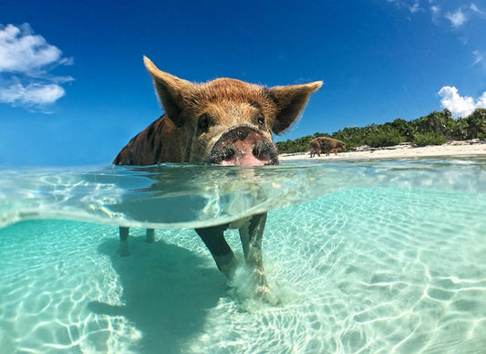 Bahamas